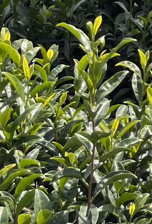 Tea plant